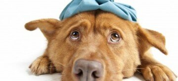 chien-malade